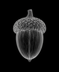 EXPOSED Autumn Acorn high-detail X-ray artwork