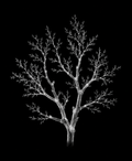 EXPOSED Autumn Bare Branch high-detail X-ray artwork
