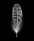 EXPOSED Autumn Feather high-detail X-ray artwork