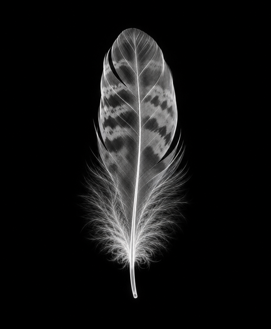 EXPOSED Autumn Feather high-detail X-ray artwork