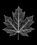 EXPOSED Autumn Maple Leaf high-detail X-ray artwork