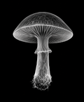 EXPOSED Autumn Mushroom high-detail X-ray artwork