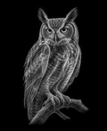 EXPOSED Autumn Owl high-detail X-ray artwork