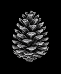 EXPOSED Autumn Pinecone high-detail X-ray artwork