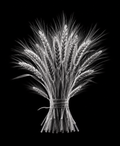 EXPOSED Autumn Wheat Bundle high-detail X-ray artwork