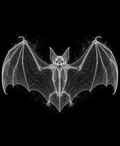 EXPOSED Halloween Bat high-detail X-ray artwork