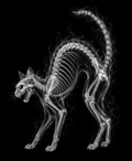 EXPOSED Halloween Black Cat high-detail X-ray artwork