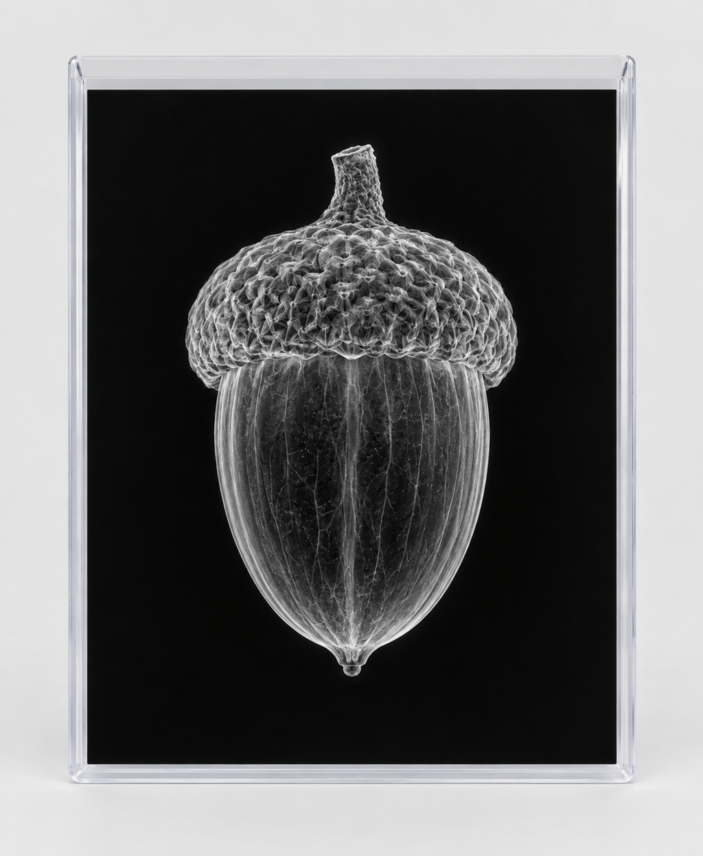 EXPOSED AUTUMN — ACORN in clear rigid card sleeve