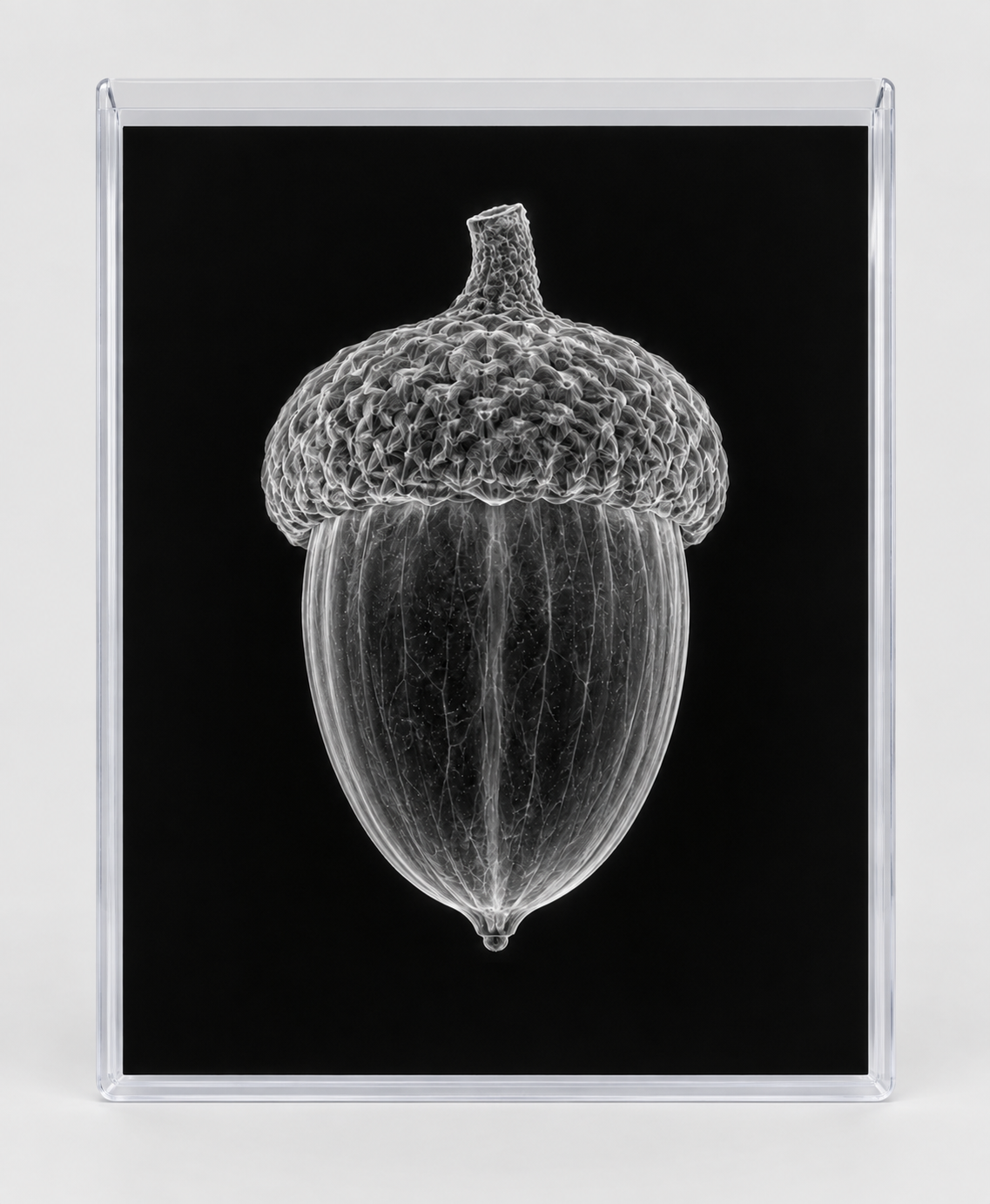 EXPOSED AUTUMN — ACORN in clear rigid card sleeve