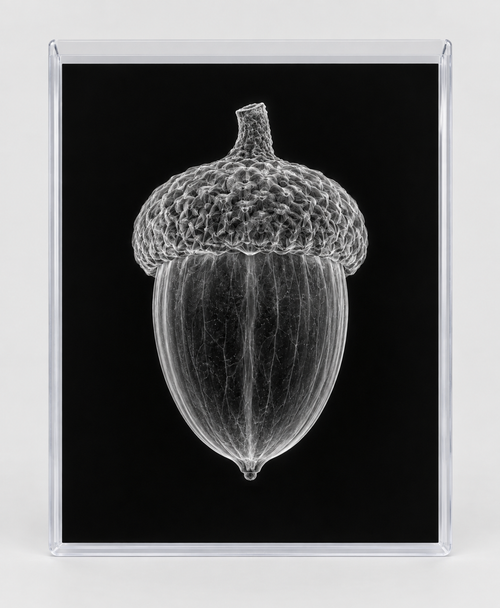 EXPOSED AUTUMN — ACORN in clear rigid card sleeve