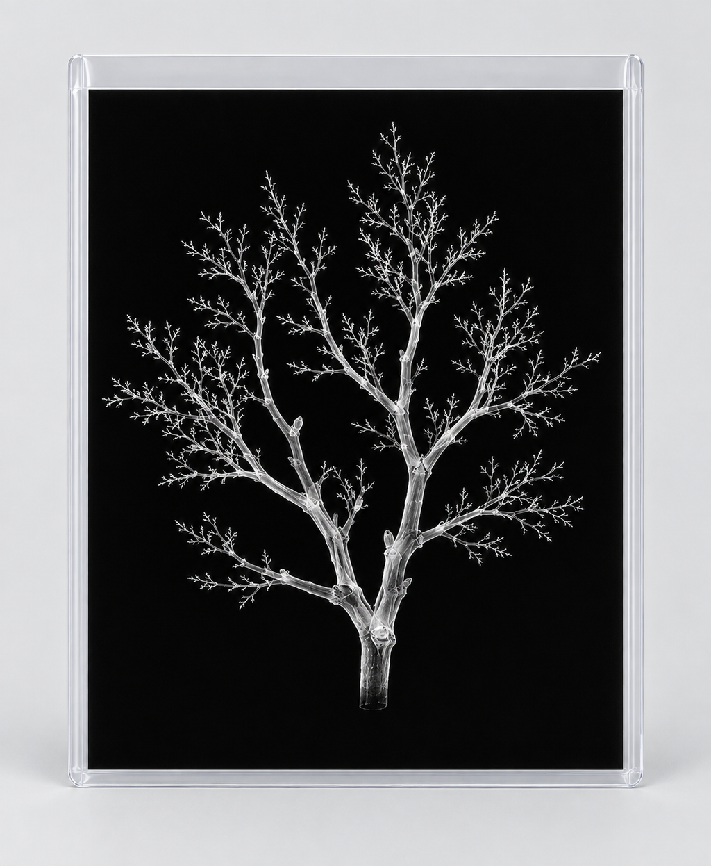 EXPOSED AUTUMN — BARE BRANCH in clear rigid card sleeve