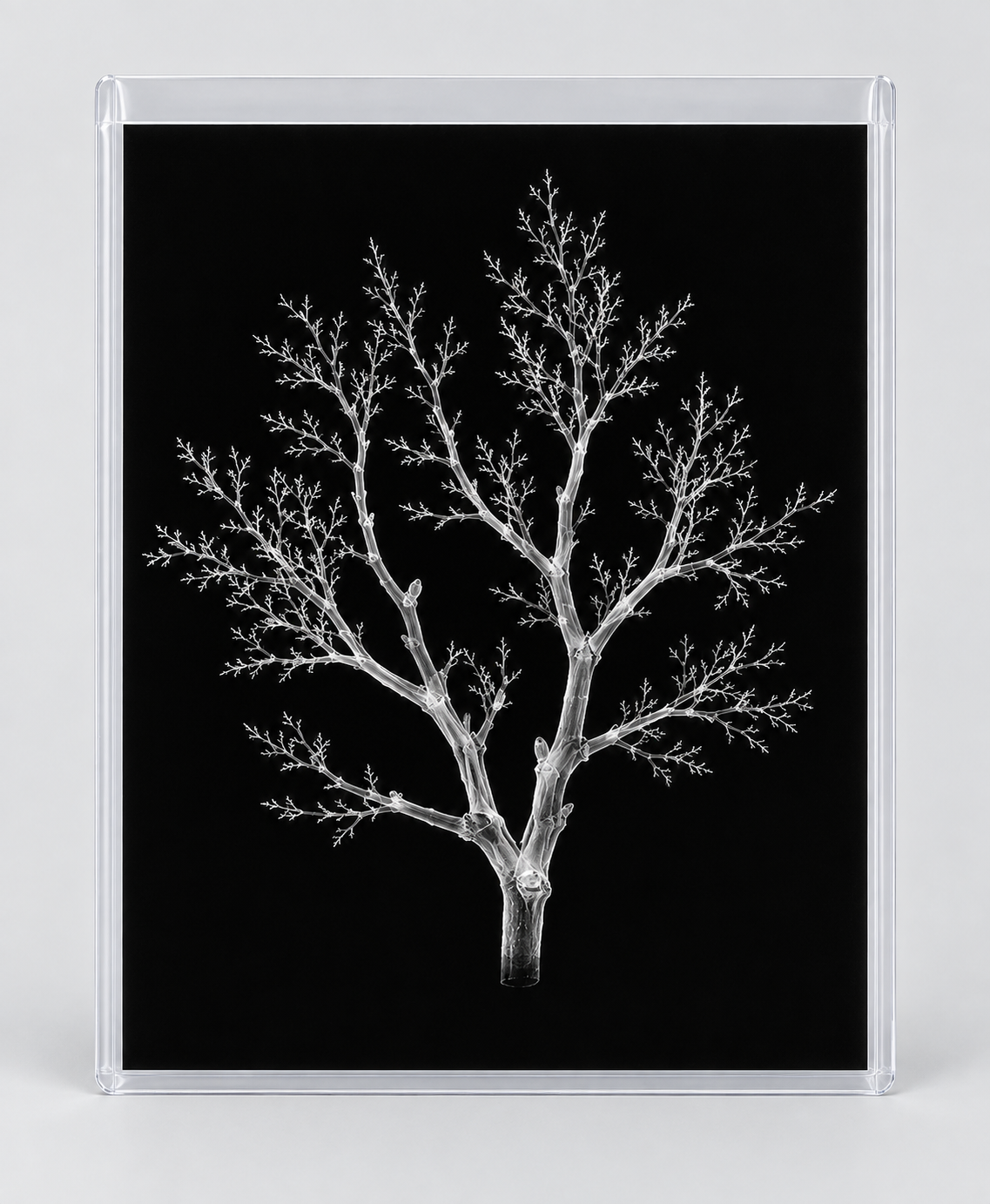 EXPOSED AUTUMN — BARE BRANCH in clear rigid card sleeve