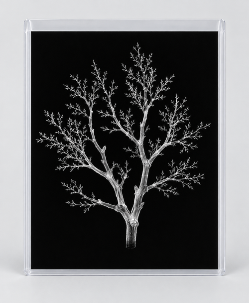 EXPOSED AUTUMN — BARE BRANCH in clear rigid card sleeve