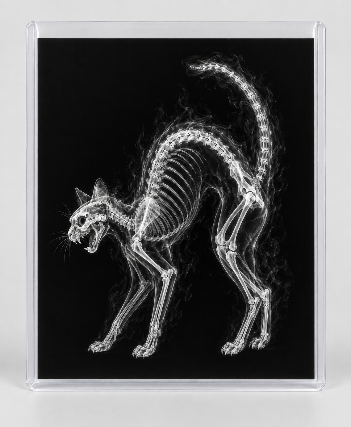 EXPOSED HALLOWEEN — BLACK CAT in clear rigid card sleeve