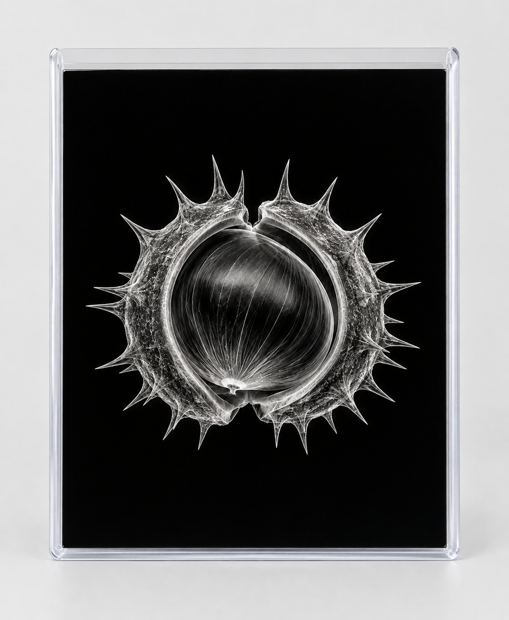 EXPOSED AUTUMN — CHESTNUT in clear rigid card sleeve
