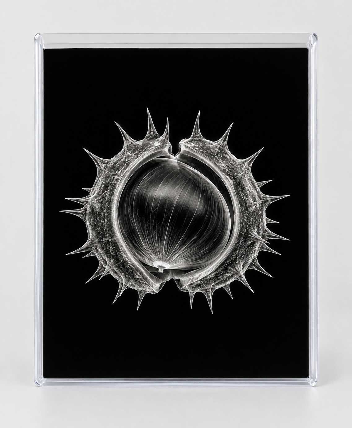 EXPOSED AUTUMN — CHESTNUT in clear rigid card sleeve