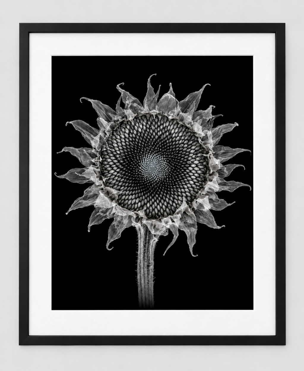 EXPOSED AUTUMN — DRIED SUNFLOWER — 14 × 17 artwork in a slim black 16 × 20 frame with white mat