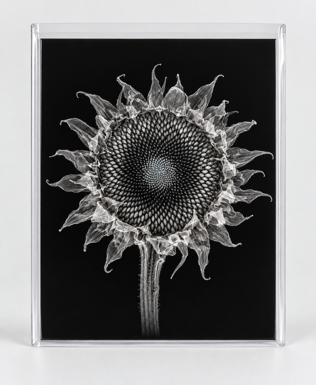 EXPOSED AUTUMN — DRIED SUNFLOWER in clear rigid card sleeve