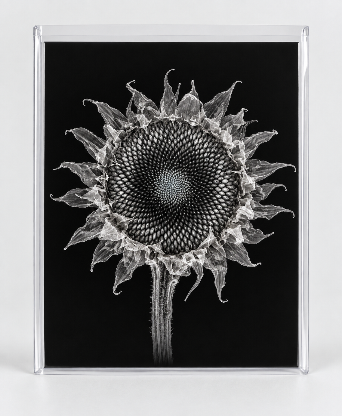EXPOSED AUTUMN — DRIED SUNFLOWER in clear rigid card sleeve