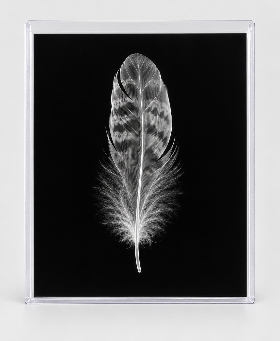 EXPOSED AUTUMN — FEATHER in clear rigid card sleeve