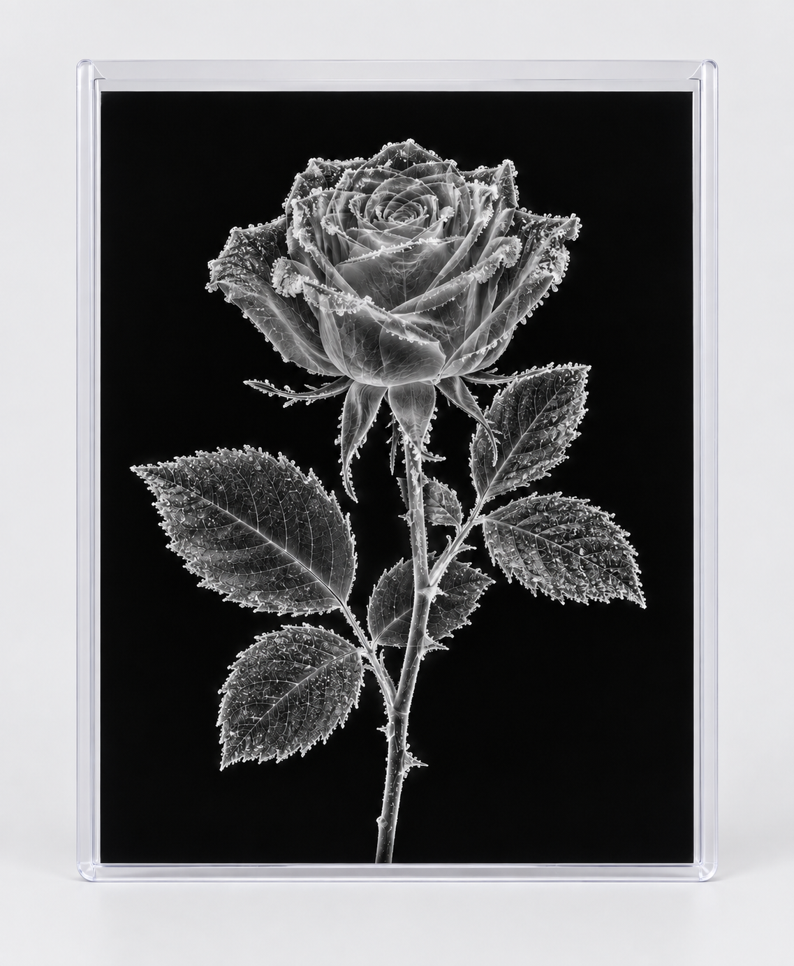 EXPOSED WINTER — FROZEN ROSE in clear rigid card sleeve