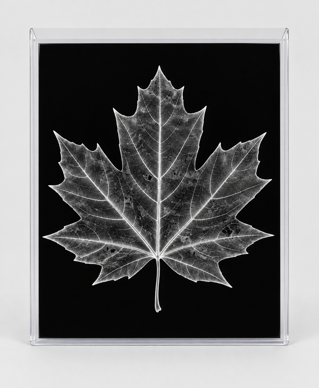 EXPOSED AUTUMN — MAPLE LEAF in clear rigid card sleeve