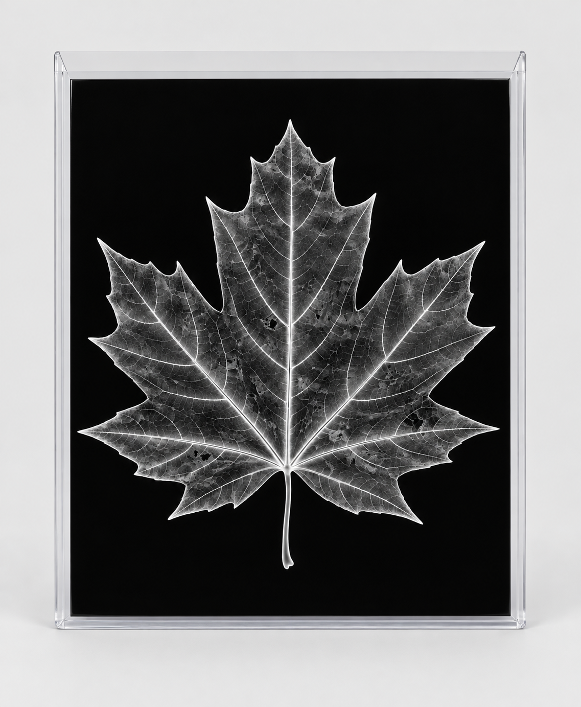 EXPOSED AUTUMN — MAPLE LEAF in clear rigid card sleeve