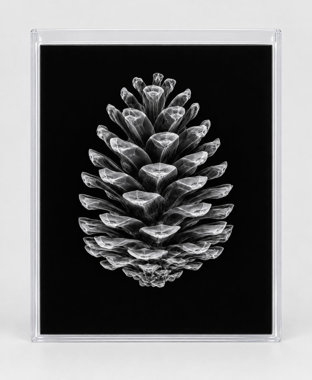 EXPOSED AUTUMN — PINECONE in clear rigid card sleeve