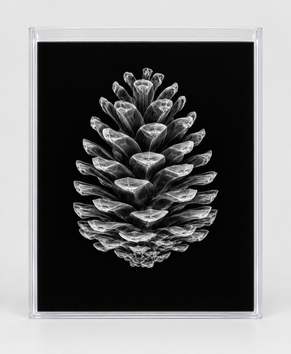 EXPOSED AUTUMN — PINECONE in clear rigid card sleeve