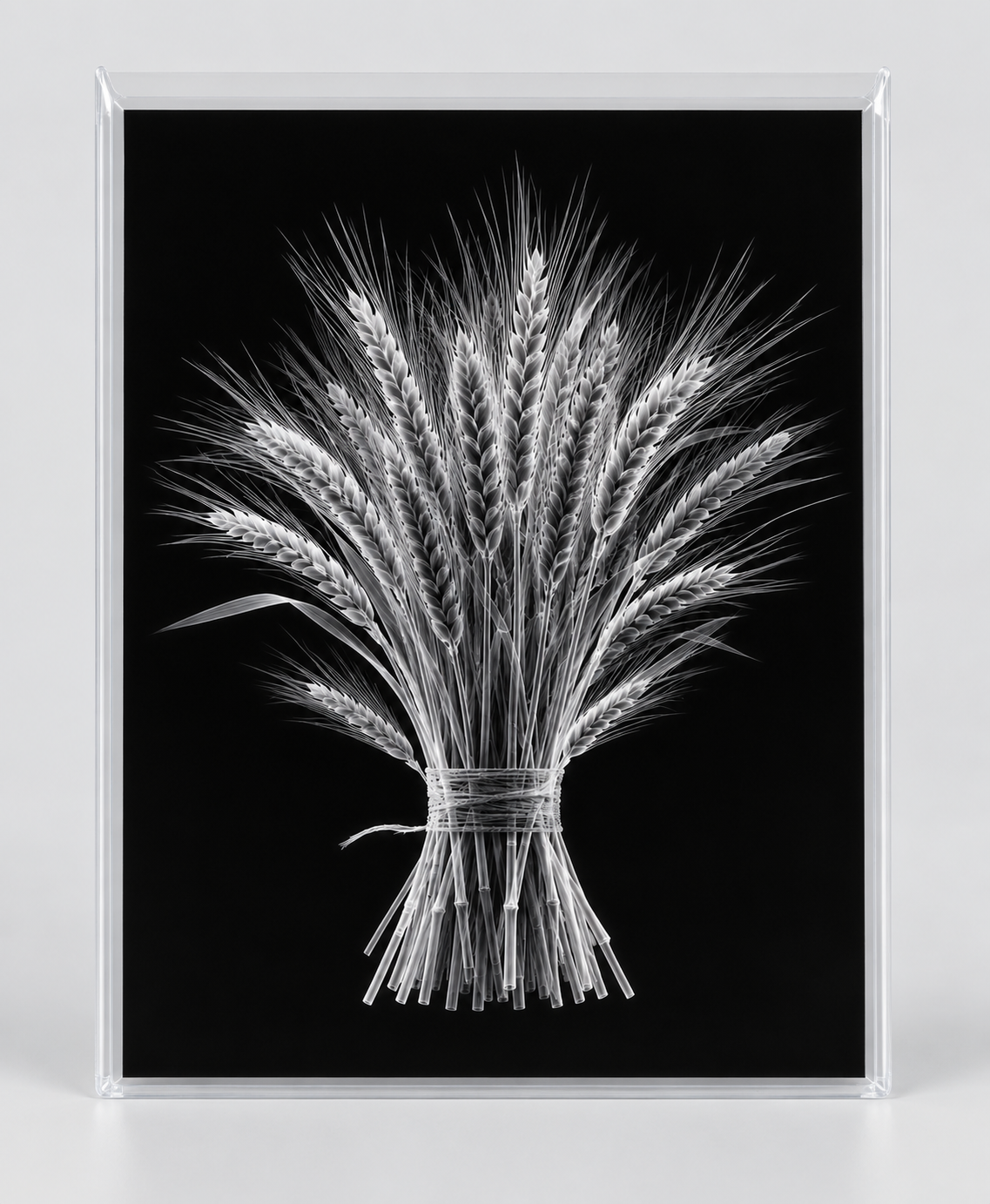 EXPOSED AUTUMN — WHEAT BUNDLE in clear rigid card sleeve
