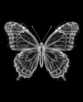 EXPOSED Butterfly high-detail X-ray artwork
