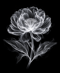 EXPOSED Lilium Candidum high-detail X-ray artwork