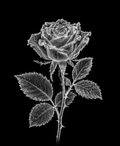 EXPOSED Winter Frozen Rose X-ray artwork