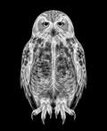 EXPOSED Winter Snow Owl X-ray artwork