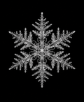 EXPOSED Winter Snowflake X-ray artwork